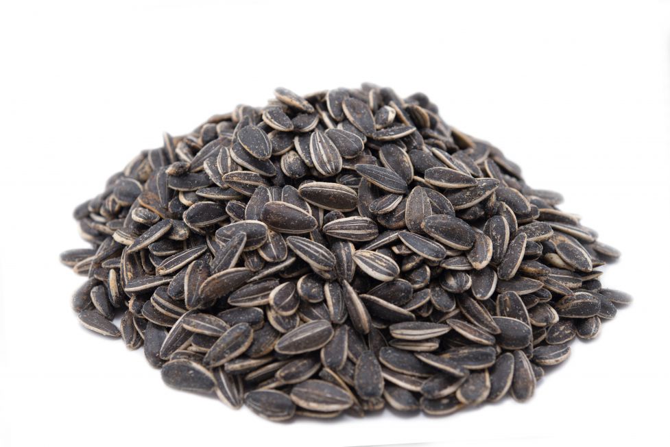 toasted onion garlic dry seasoned sunflower seeds mygerbs toasted onion garlic dry seasoned sunflower seeds mygerbs