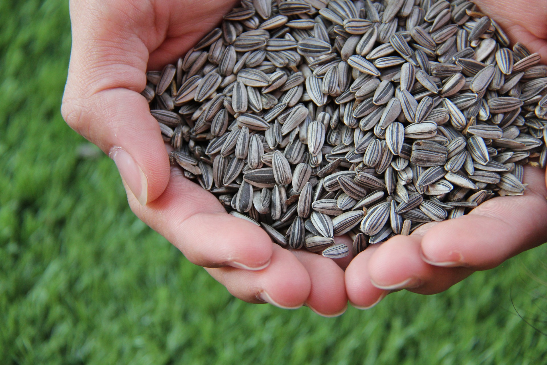 5 Reasons to Eat Sunflower Seeds Every Day!
