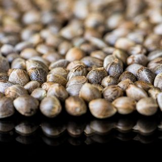 Understanding Hemp Seeds