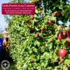 Dried Apple Slices Preservative free all natural ingredients