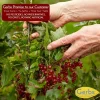 Dried Black Zante Variety Premium Greek Currants, No Added Sugar, Resealable Bag Preservative free all natural ingredients