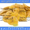 Lightly Sea Salted Premium USA Grade Plantain Chips, Resealable Bag Health Benefits