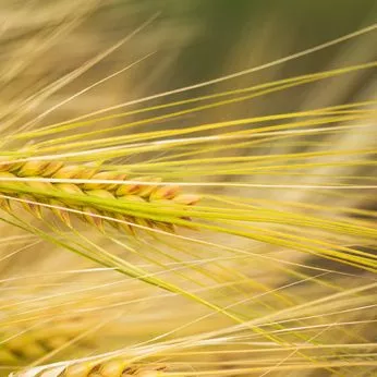 Wheat & Gluten