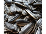 Raw In Shell (whole) Sunflower Seeds
