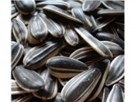 Raw In Shell (whole) Sunflower Seeds