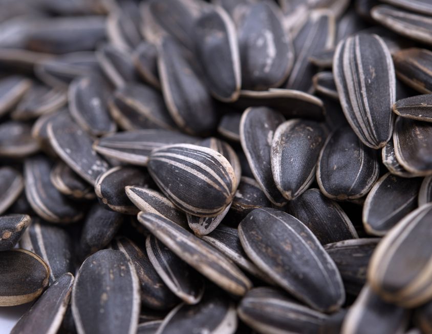 Sea Salted Dry Roasted In Shell whole Sunflower Seeds