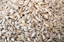 Raw Shelled Sunflower Seed Kernels Close up