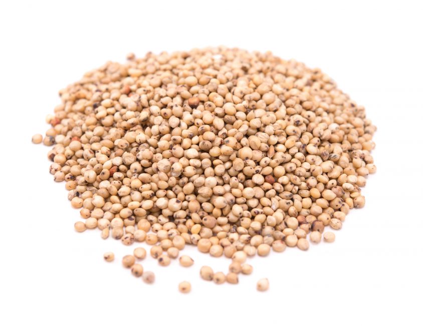 white sorghum grain allergy