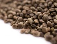Unsalted Roasted Hemp Seeds - In Shell Close up