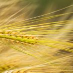 Gerbs Allergy Hub - Wheat & Gluten Allergens