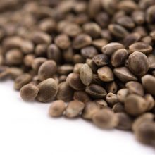 Hemp Seeds