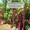 Amaranth Preservative free all natural ingredients