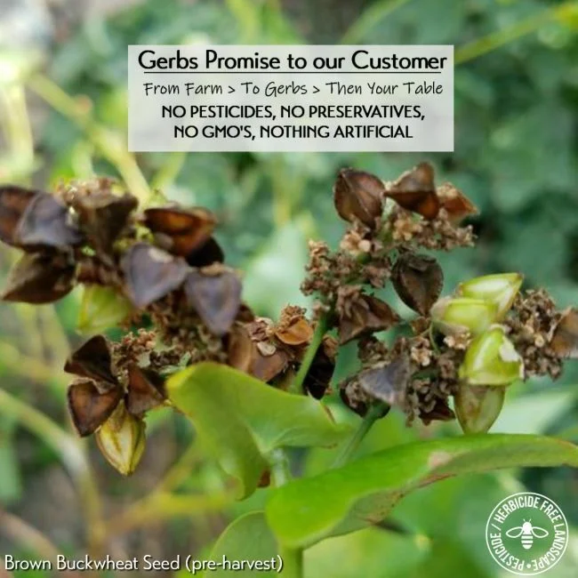 Buckwheat Preservative free all natural ingredients