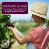 Raisins - No Added Sugar Preservative free all natural ingredients