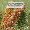 Royal White Quinoa Preservative free all natural ingredients