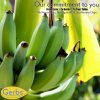 Sweetened Banana Chips Preservative free all natural ingredients