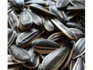 inshell sunflower seed kernels