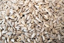 sunflower seed kernels