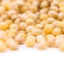 Premium USA Grade White Millet Grain, Resealable Bag Preservative free all natural ingredients
